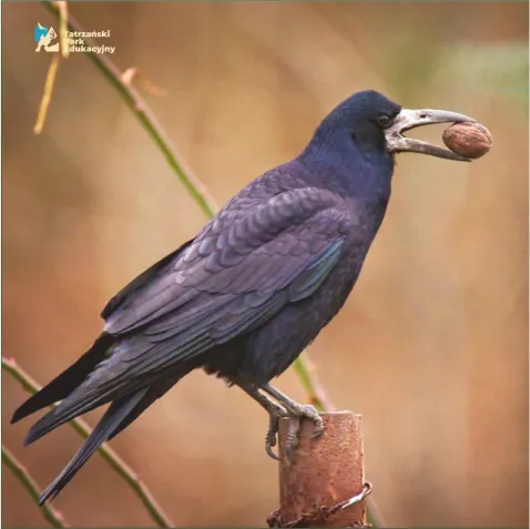 As smart as a rook, fascinating facts about the intelligence of corvids