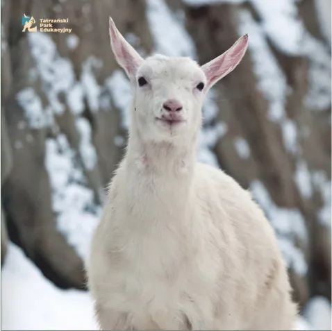 Where does milk come from, how it is produced and how colostrum differs from milk