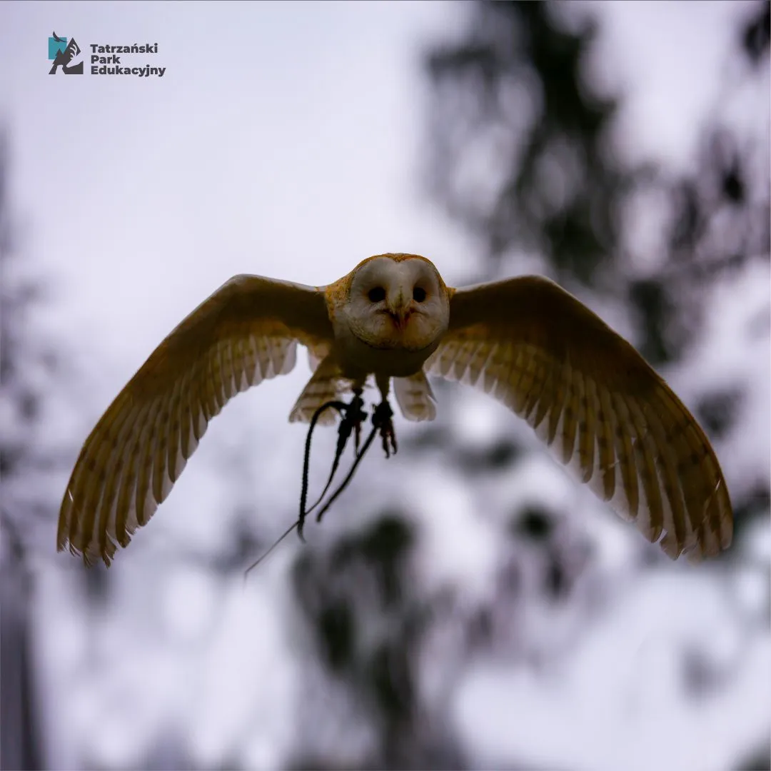 The owl, facts and myths, symbolism of owls across world cultures