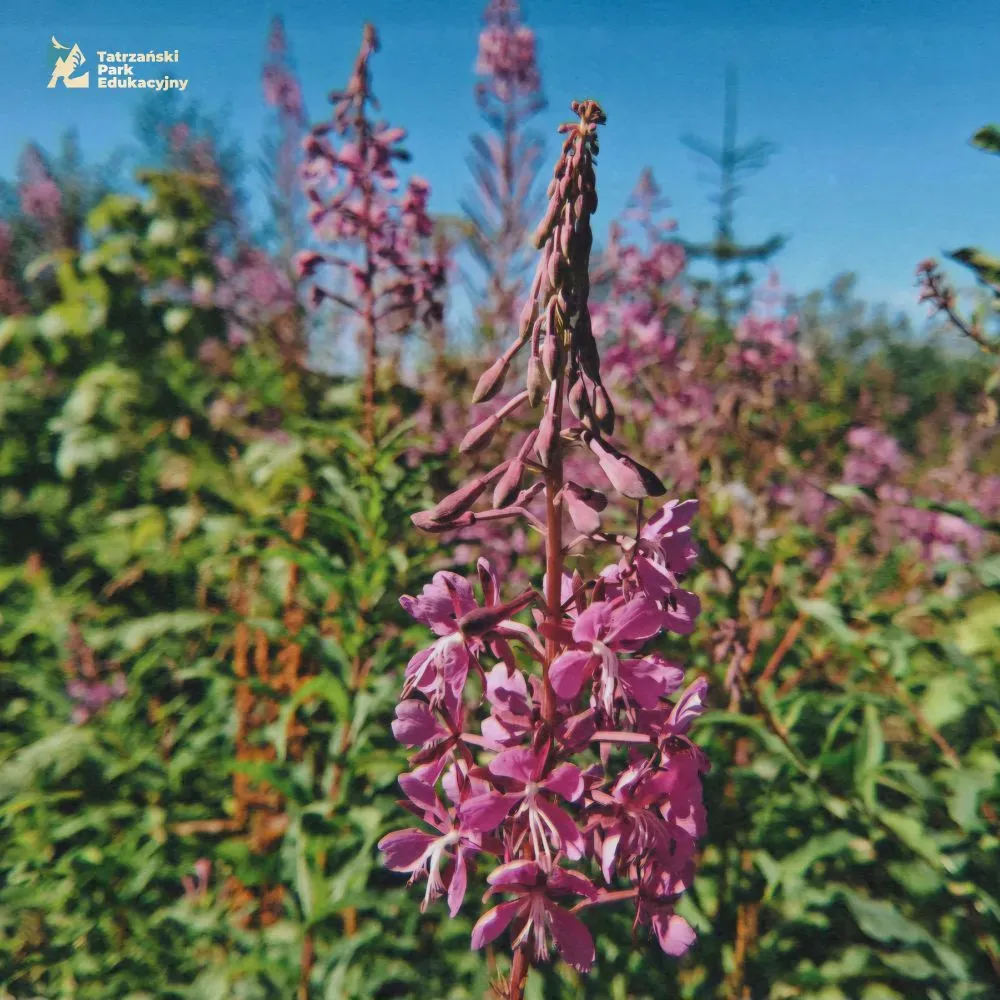 Rosebay willowherb – when nature puts on rose-colored glasses...