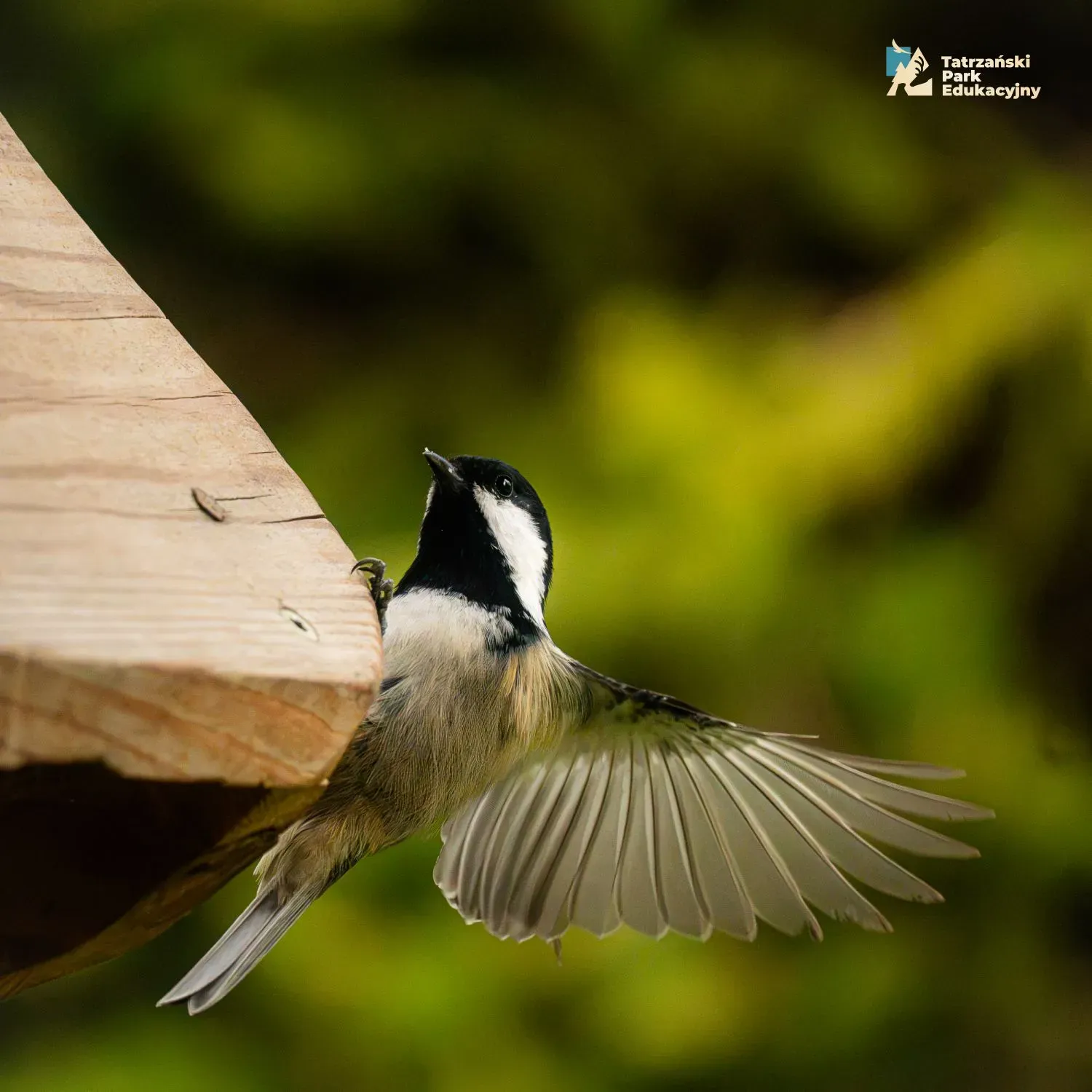 Luckily, the great tit...